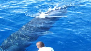 رصد نوع جديد من الدلافين قبالة ساحل استراليا