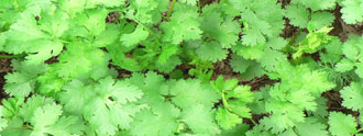 الكزبرة (Coriander sativum)