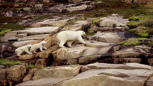 اختفاء الأزهار البرية أدى إلى انقراض حيوانات قطبية