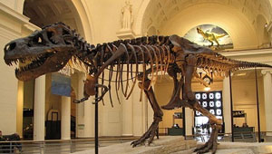 العثور على هيكل عظمي لديناصور في حالة جيدة بسيبيريا