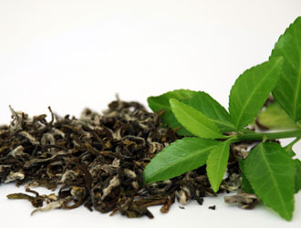 الشاي (Camellia sinensis)