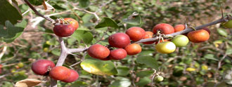 السدر شجرة مباركة LRhamnus alaternus