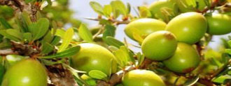 شجرة أركان (Argania Spinosa)