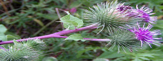 اللسيقة "Arctium lappa"