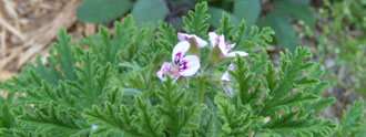 العطرشة