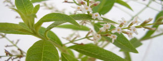 اللويزة "Aloysia triphylla"