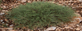 الشيح Artemisia herba alba