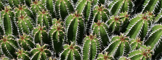 الدغموس Euphorbia echinus