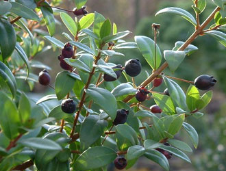 الريحان Myrtus communis