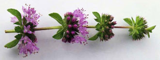 فلييو Mentha pulegium